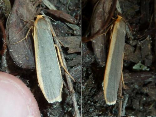 Eilema lurideola
